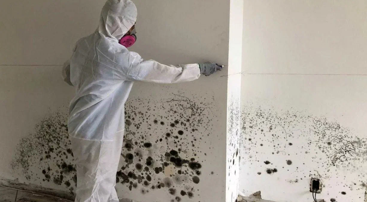 San Diego Mold Remediation Professionals