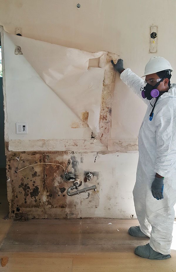 San Diego Mold Remediation Professionals